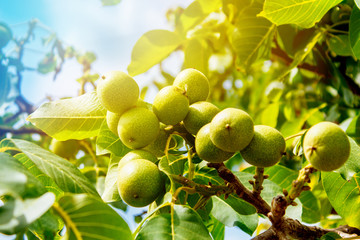 Walnut tree with fruits, sun rays.
