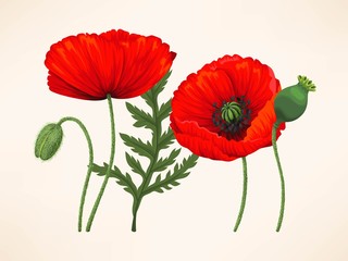 Obraz premium Set of poppies