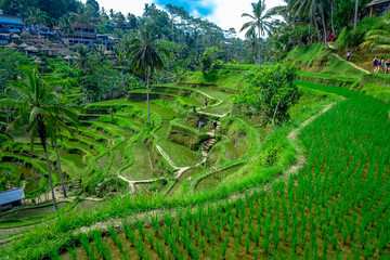 Fototapeta na wymiar Beautiful landscape with green rice terraces near Tegallalang village, Ubud, Bali, Indonesia