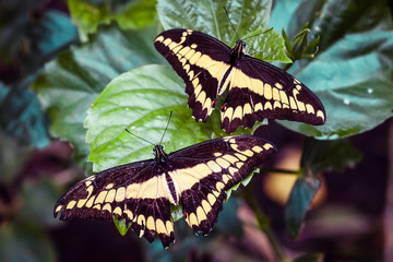 Two Butterflies.