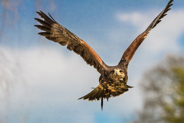 Hawk