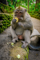 Long-tailed macaques Macaca fascicularis in The Ubud Monkey Forest Temple eating a cob corn using his hands, on Bali Indonesia