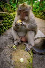 Long-tailed macaques Macaca fascicularis in The Ubud Monkey Forest Temple eating a cob corn using his hands, on Bali Indonesia