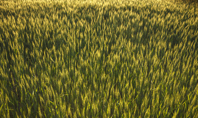 Weizen Getreide Feld