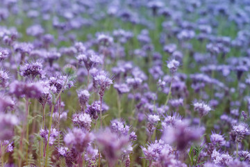 Obraz premium Bright field of a Phacelia in sunny day.