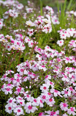 Obraz premium Gentle wild spring flowers. Pink flowers