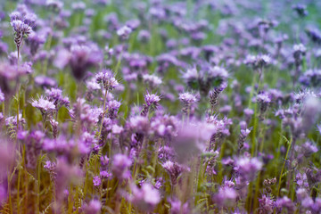 Fototapeta premium Bright field of a Phacelia in sunny day.