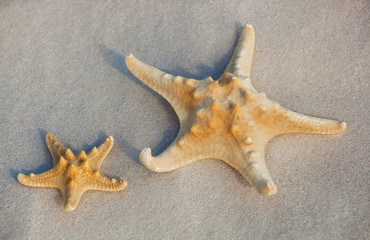 Fototapeta na wymiar Two starfish lie on the sand on the coast of the sea. The concept of tourism and travel.