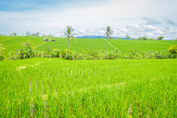 Green rice field close up. Rice in water on rice terraces, Ubud, Bali, Indonesia
