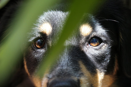 Le regard &eacute;nigmatique d'un chien