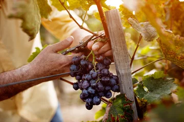 Fond de hotte en verre imprimé Vignoble Raisins de vin rouge sur vigne dans le vignoble.