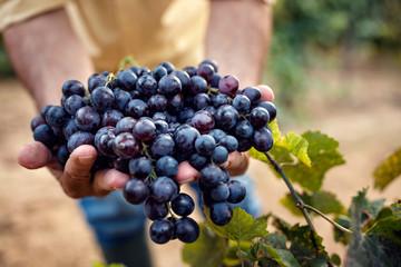 Farmers hands with blue grapes.