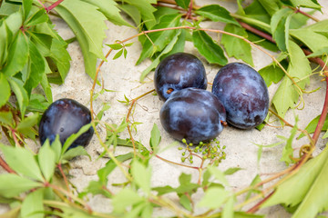 Plum and leaves of wild grapes.