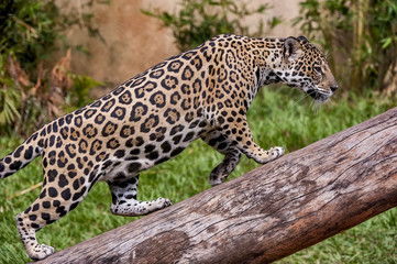 Jaguar