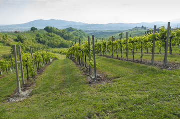 Fototapeta na wymiar View of Prosecco vineyards from Valdobbiadene, Italy during spring