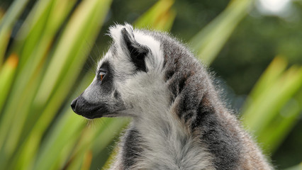Lemur © Trevla