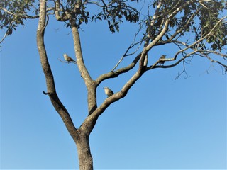 Pássaros enfeitando a árvore.