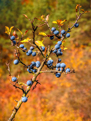Detail of blackthorns on a tree in autumn nature.