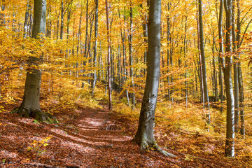 beech forest in autumn