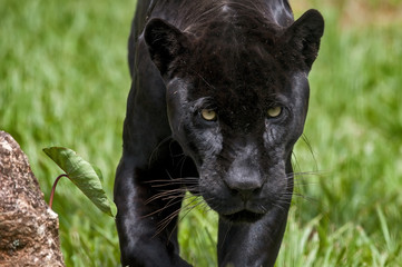 Black jaguar