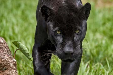 Zelfklevend Fotobehang zwarte jaguar © Leonardo