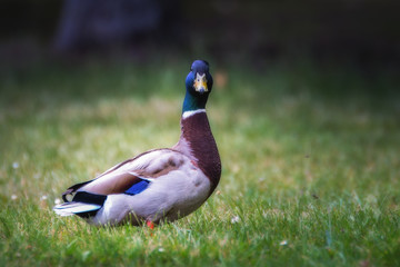 Canard colvert