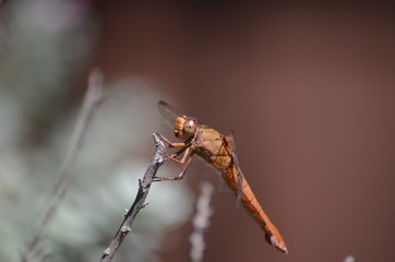 Dragon fly 1