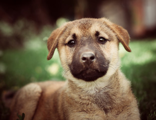 The little puppy is on the grass. The yellow dog lies on the ground.