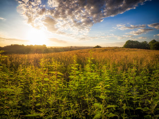 Fototapeta premium summer countryside morning,Northern Ireland