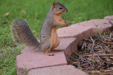 squirrel 2