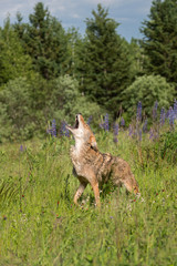 Howling Coyote (Canis latrans) in Field