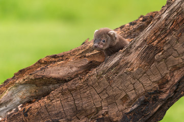 Fisher (Martes pennanti) Kit Looks Left
