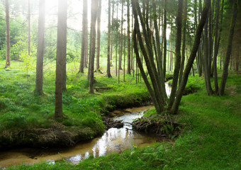 Obraz premium nasłoneczniony las