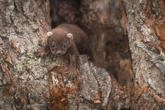 Fisher (Martes Pennanti) Kit Climbs Out Of Tree