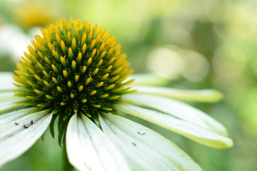 ６月に咲く花