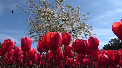 Low angle footage of bright red tulips and white blossom tree in background also showing bright blue sky and the red flowers moving slowly by soft wind amazing spring day in garden park in Holland 4k - Powered by Adobe