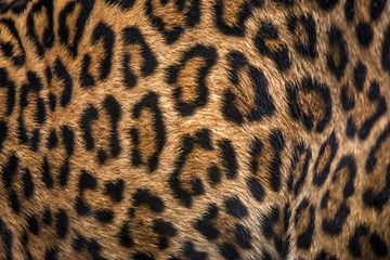 Jaguar fur
