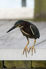 Green Heron on Lake