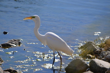 Fish Catcher white large bird