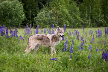 Fototapeta premium Grey Wolf (Canis lupus) Yearling Stands in Lupin