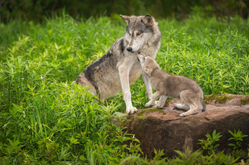 Grijze wolf (Canis lupus) Pup smeekt vanaf volwassene