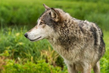 Naklejka na ściany i meble Grey Wolf (Canis lupus) Profile Left