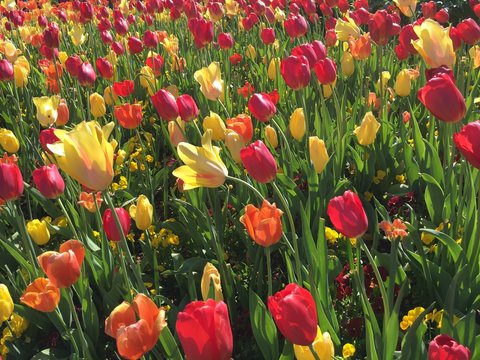 Tulib bloom