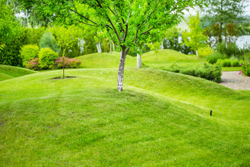  Fruit trees garden with hills covered by green grass lawn
