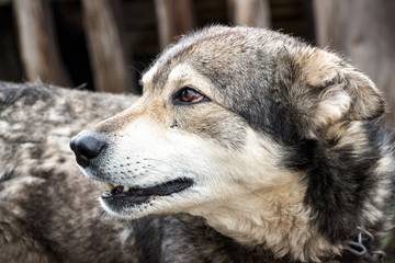 Portrait of a dog mongrel. The dog looks away