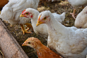 chickens on the farm