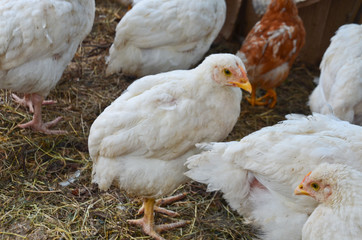 chickens on the farm