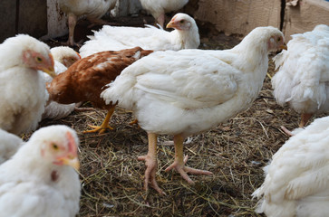chickens on the farm