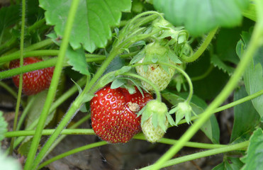 the growth of strawberries and leaves