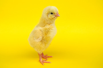 chick on yellow background studio closeup